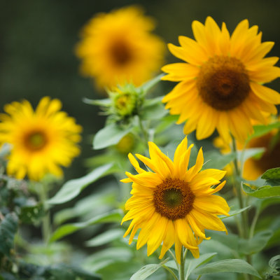 4 Sunflowers