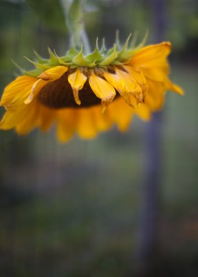 Sunflower Drooping Over the Garden Fence