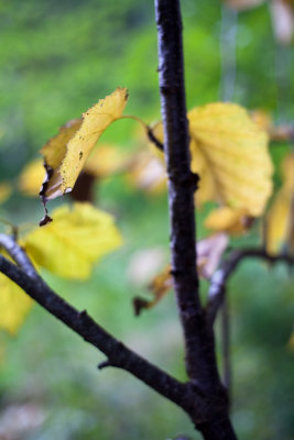 Early Autumn Birch Leaves #1