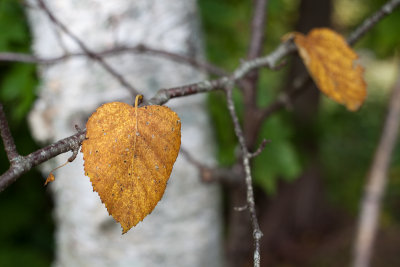 Early Autumn Birch Leaves #3