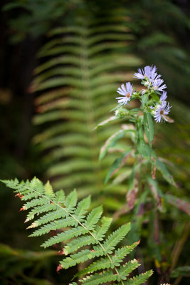 Asters and Ferns #2