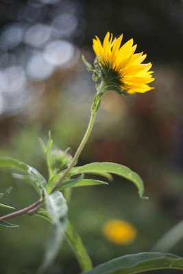 Little Yellow Sunflower from Below #1