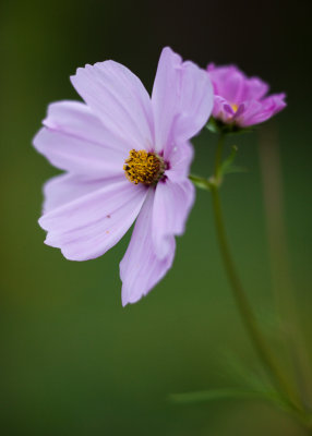 Open and Opening Cosmos