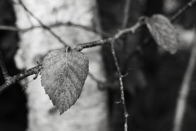 Early Last Birch Leaves Monochrome