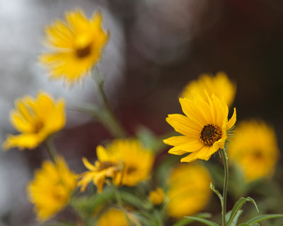 Little Sunflowers by Turning Maples