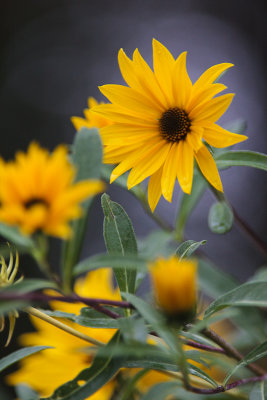 Little Sunflower Bunch