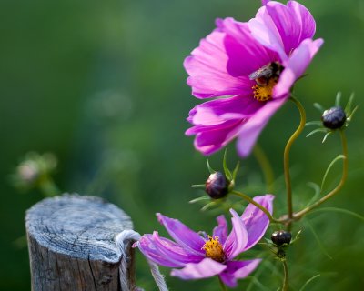 Cosmos, Bee and Fencepost