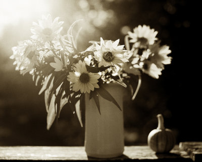 Backlit Little Sunflowers in Vase on Railing with Tiny Pumpkin