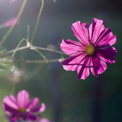 Backlit Cosmo Pair