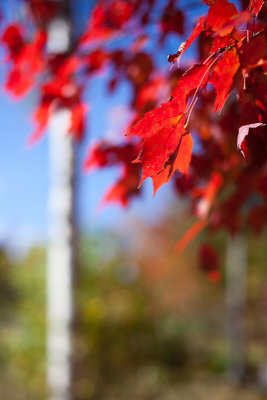 Red Leaves by Birch