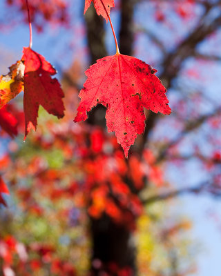 Very Red Leaf by Maple