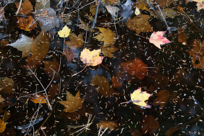 Fallen Leaves and Pine Needles in Dark Water