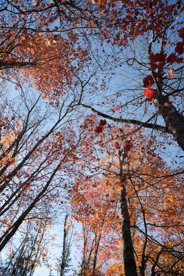 Backlit Red Leaf