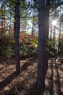 Backlit Autumn Trees