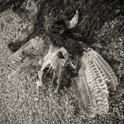 Turkey Carcass on the Beach