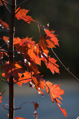 Red Maple (acer rubrum) in Autumn