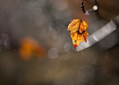 Last Orange Leaf by Brightly Lit twig