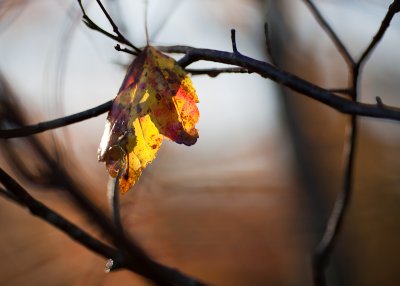 Red and Yellow Leaf and Branches