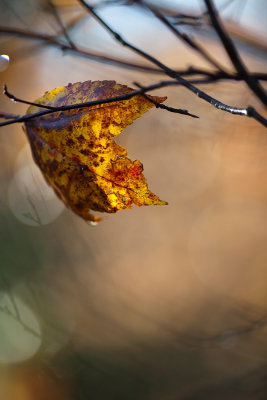 Last Leaf with Ghosts of Branches