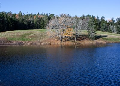Three Trees Across Little Long Pond