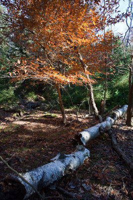 Fallen Birch and Orange Tree