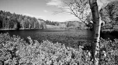 Little Long Pond Estuary, Autumn Monochrome
