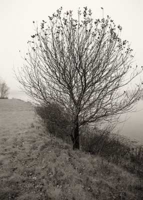 Tree by Morgan Bay in Fog