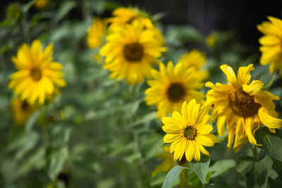Yellow Sunflower Conga Line