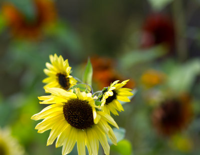 Pale Yellow Sunflower Trio