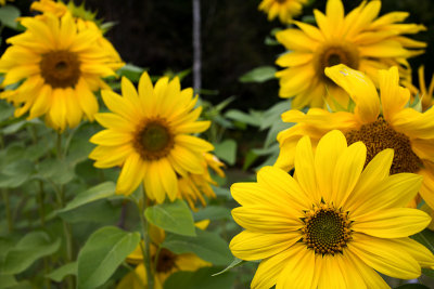 Vee of Yellow Sunflowers