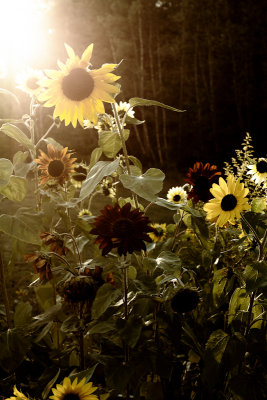 Stylized Sunflowers #1