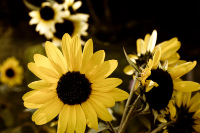 Stylized Sunflowers #4