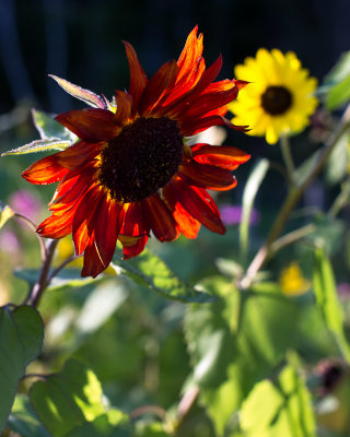 Backlit Very Red-Orange Sunflower