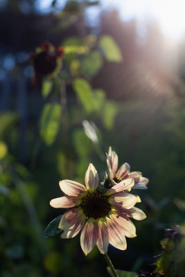 Backlit Pink and White Sunflower at Sunset