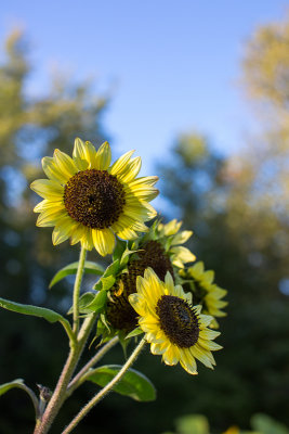 Sunflower Bunch with Evening Sky