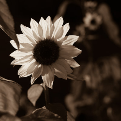 Backlit Sepia Sunflower