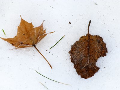 Leaf Pair on Snow