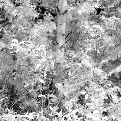 Young Birch and Brush