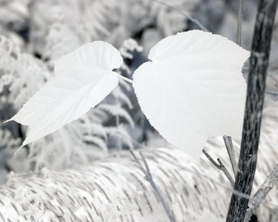Leaf Pair by Fallen Birch