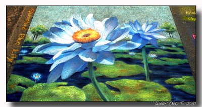 Queensland Blue Lily by Susan Gallo