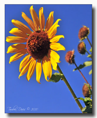 Santa Fe Sunflower