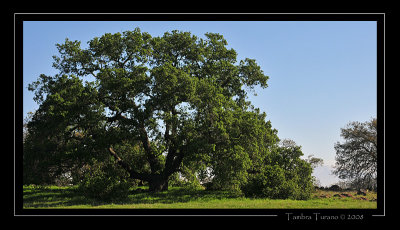 Englemann Oak
