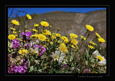 Anza-Borrego Wildflowers