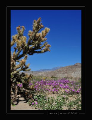 Anza-Borrego Wildflowers