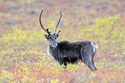 Caribou