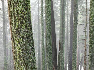 Sequoia Fog