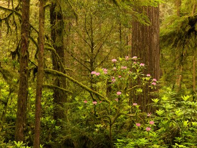 Redwood Rainforest