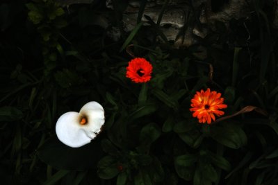 3threeflowers.jpg