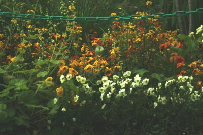 mixedflowers.JPG