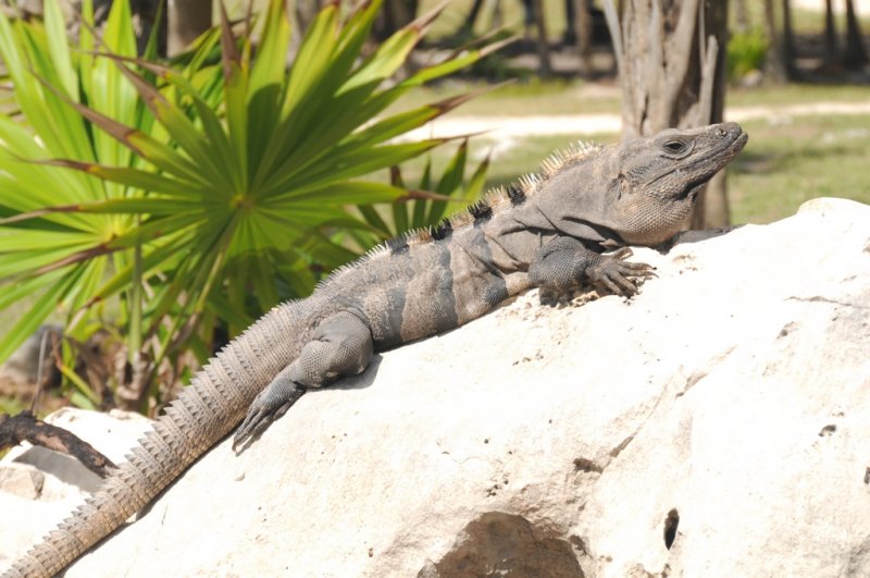 Tulum, Yucatan, Mexique